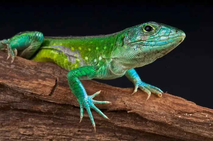 Framed Print : Rainbow lizard / Aspidoscelis deppei Framed Print : Rainbow lizard / Aspidoscelis deppei