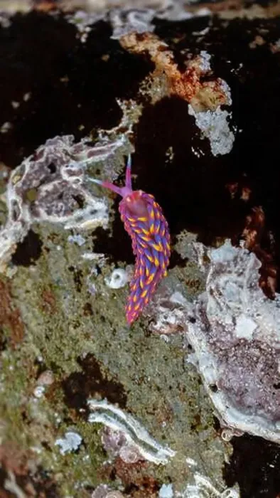 Framed Print : Rainbow Sea Slug / Nudibranch / Babakina anadoni in rock pool Falmouth Cornwall UK Framed Print : Rainbow Sea Slug / Nudibranch / Babakina anadoni in rock pool Falmouth Cornwall UK