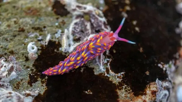Framed Print : Rainbow Sea Slug / Nudibranch / Babakina anadoni in rock pool Falmouth Cornwall UK Framed Print : Rainbow Sea Slug / Nudibranch / Babakina anadoni in rock pool Falmouth Cornwall UK