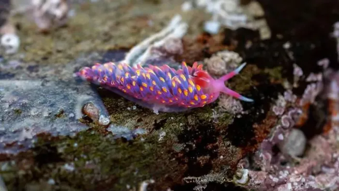 Framed Print : Rainbow Sea Slug / Nudibranch / Babakina anadoni in rock pool Falmouth Cornwall UK Framed Print : Rainbow Sea Slug / Nudibranch / Babakina anadoni in rock pool Falmouth Cornwall UK