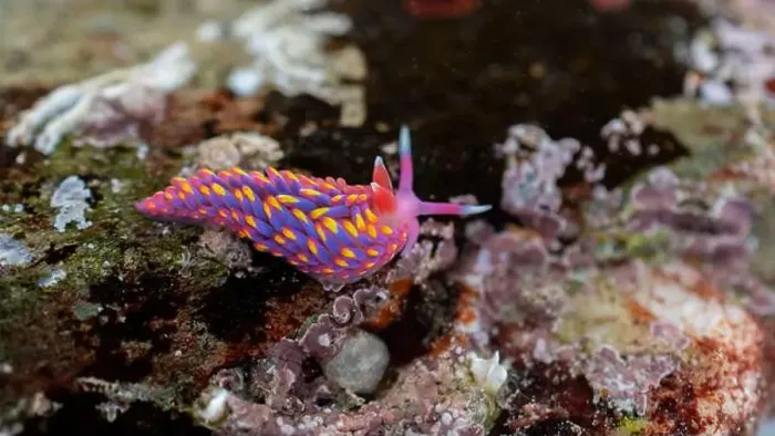 Framed Print : Rainbow Sea Slug / Nudibranch / Babakina anadoni in rock pool Falmouth Cornwall UK Framed Print : Rainbow Sea Slug / Nudibranch / Babakina anadoni in rock pool Falmouth Cornwall UK