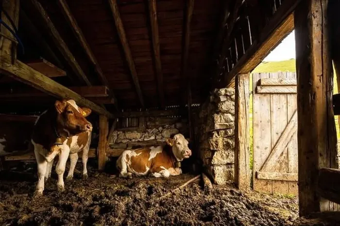 Framed Print : While it rains, two dairy cows are cozy in the barn, looking outside through the open door Framed Print : While it rains, two dairy cows are cozy in the barn, looking outside through the open door