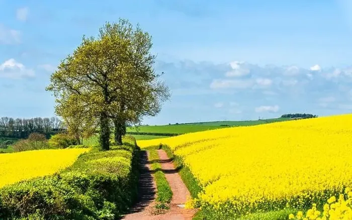Framed Print : Rapeseed fields and farms, Devon, England Framed Print : Rapeseed fields and farms, Devon, England