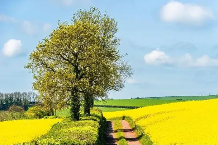 Framed Print : Rapeseed fields and farms, Devon, England Framed Print : Rapeseed fields and farms, Devon, England