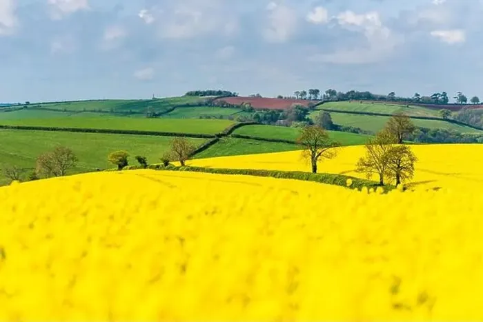 Framed Print : Rapeseed fields and farms, Devon, England Framed Print : Rapeseed fields and farms, Devon, England