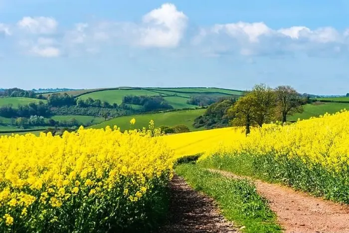 Framed Print : Rapeseed fields and farms, Devon, England Framed Print : Rapeseed fields and farms, Devon, England