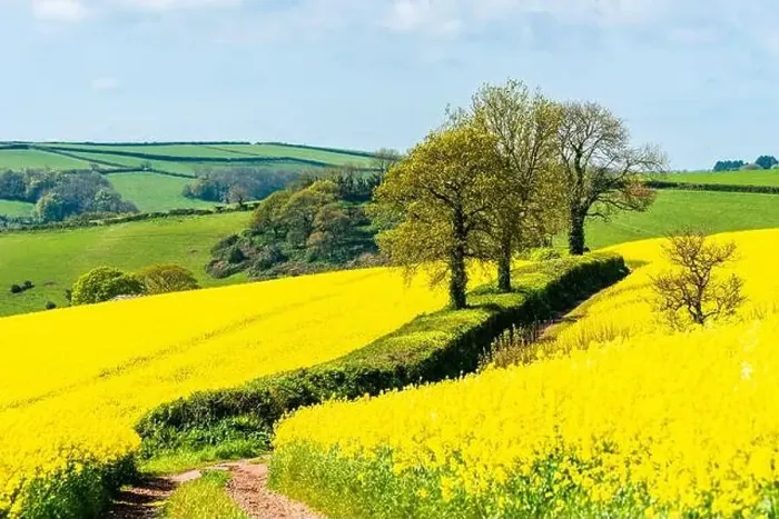 Framed Print : Rapeseed fields and farms, Devon, England Framed Print : Rapeseed fields and farms, Devon, England
