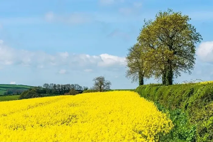 Framed Print : Rapeseed fields and farms, Devon, England Framed Print : Rapeseed fields and farms, Devon, England