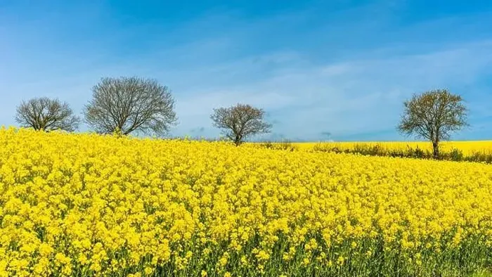 Framed Print : Rapeseed fields and farms, Devon, England Framed Print : Rapeseed fields and farms, Devon, England