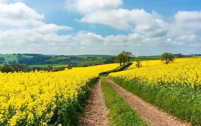 Framed Print : Rapeseed fields and farms, Devon, England Framed Print : Rapeseed fields and farms, Devon, England