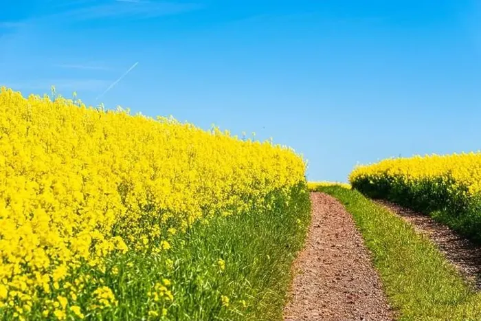 Framed Print : Rapeseed fields and farms, Devon, England Framed Print : Rapeseed fields and farms, Devon, England