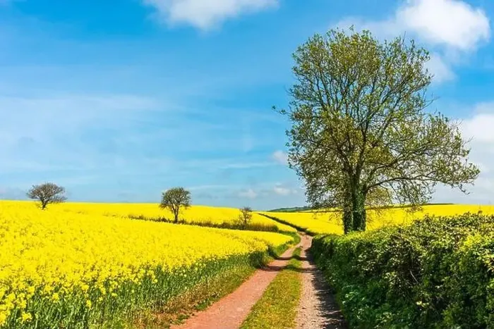 Framed Print : Rapeseed fields and farms, Devon, England Framed Print : Rapeseed fields and farms, Devon, England