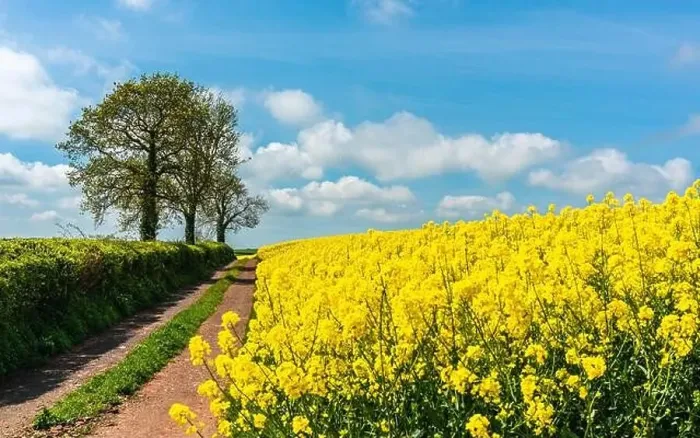 Framed Print : Rapeseed fields and farms, Devon, England Framed Print : Rapeseed fields and farms, Devon, England