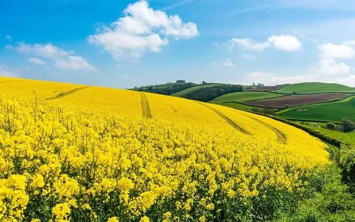 Framed Print : Rapeseed fields and farms, Devon, England Framed Print : Rapeseed fields and farms, Devon, England