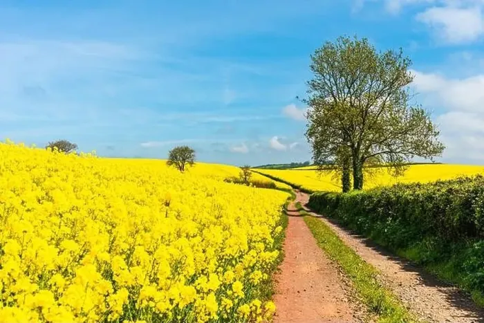 Framed Print : Rapeseed fields and farms, Devon, England Framed Print : Rapeseed fields and farms, Devon, England