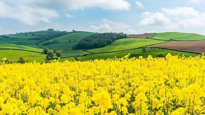Framed Print : Rapeseed fields and farms, Devon, England Framed Print : Rapeseed fields and farms, Devon, England
