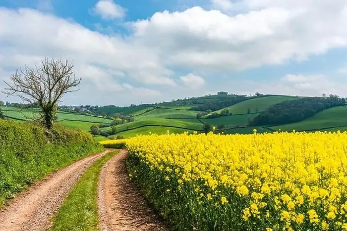 Framed Print : Rapeseed fields and farms, Devon, England Framed Print : Rapeseed fields and farms, Devon, England