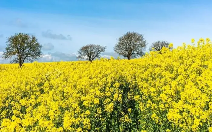 Framed Print : Rapeseed fields and farms, Devon, England Framed Print : Rapeseed fields and farms, Devon, England
