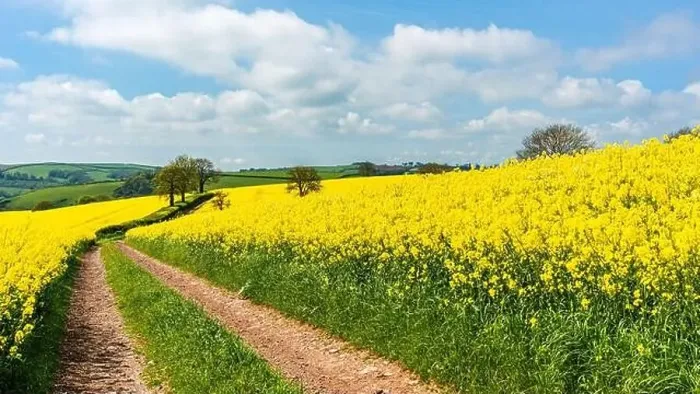 Framed Print : Rapeseed fields and farms, Devon, England Framed Print : Rapeseed fields and farms, Devon, England
