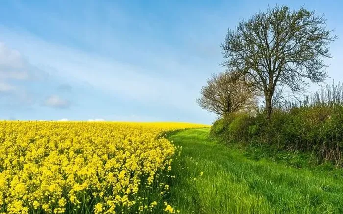Framed Print : Rapeseed fields and farms, Devon, England Framed Print : Rapeseed fields and farms, Devon, England
