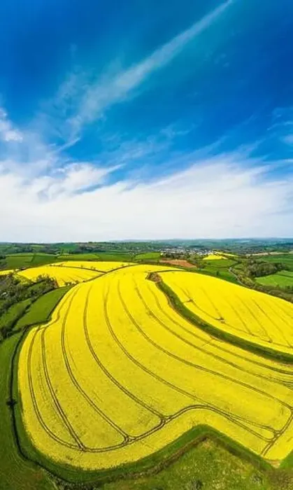 Framed Print : Rapeseed fields and farms from a drone, Devon, England Framed Print : Rapeseed fields and farms from a drone, Devon, England