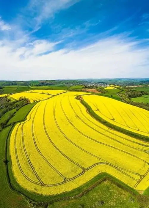 Framed Print : Rapeseed fields and farms from a drone, Devon, England Framed Print : Rapeseed fields and farms from a drone, Devon, England