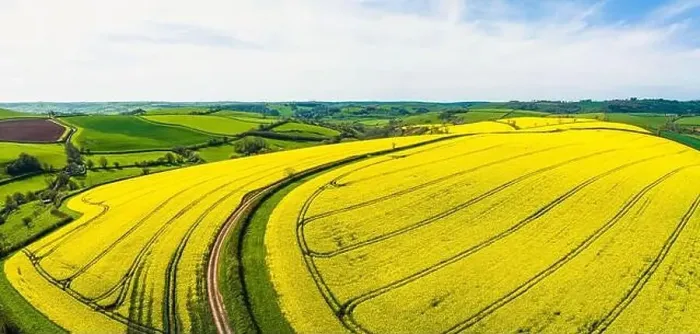 Framed Print : Rapeseed fields and farms from a drone, Devon, England Framed Print : Rapeseed fields and farms from a drone, Devon, England