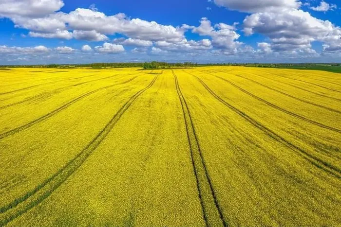 Framed Print : Rapeseed flowering Framed Print : Rapeseed flowering