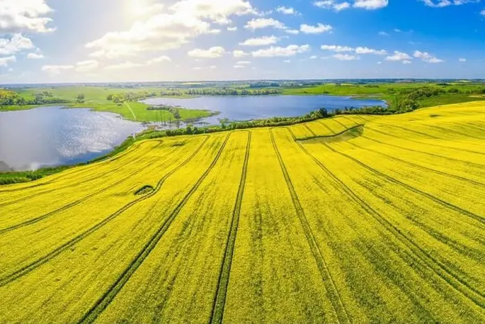 Framed Print : Rapeseed flowering Framed Print : Rapeseed flowering