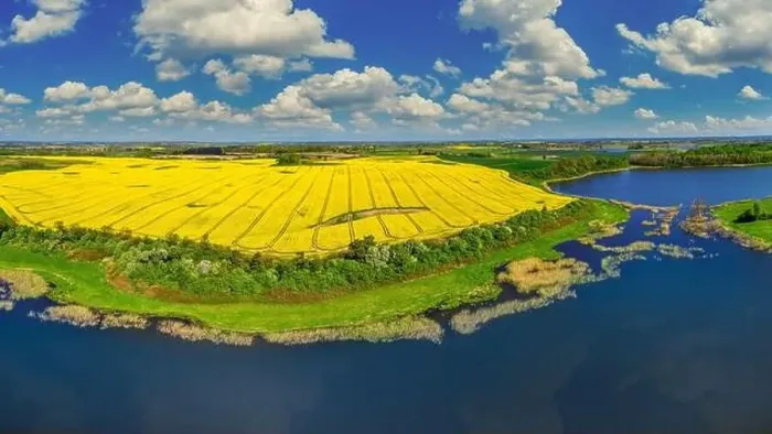 Framed Print : Rapeseed flowering Framed Print : Rapeseed flowering