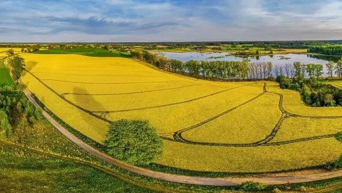 Framed Print : Rapeseed flowering Framed Print : Rapeseed flowering