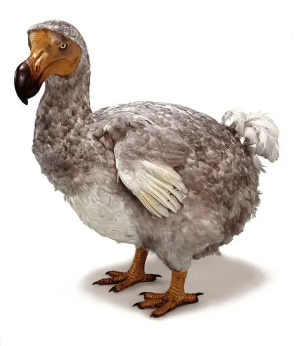 Framed Print : Raphus cucullatus, dodo Framed Print : Raphus cucullatus, dodo