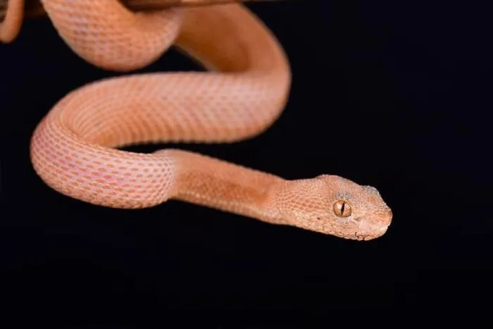 Framed Print : A very rare (one in the world) Leucistic Mangrove pit viper (Trimeresurus purpureomaculatus) Framed Print : A very rare (one in the world) Leucistic Mangrove pit viper (Trimeresurus purpureomaculatus)