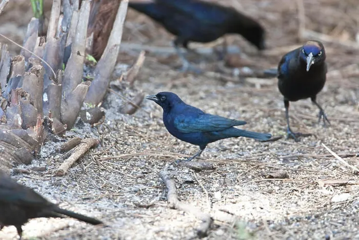 Framed Print : Rare Shiny Cowbird, Molothrus bonariensis, feeding at Corkscrew Swamp Sanctuary, Florida, USA Framed Print : Rare Shiny Cowbird, Molothrus bonariensis, feeding at Corkscrew Swamp Sanctuary, Florida, USA