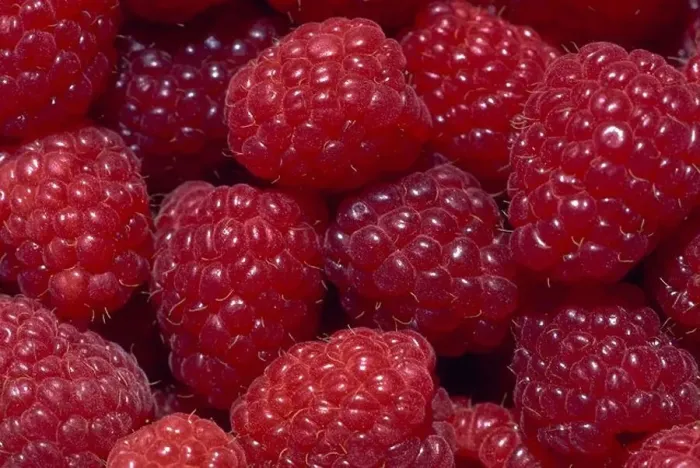 Framed Print : Raspberries. Still-life Framed Print : Raspberries. Still-life