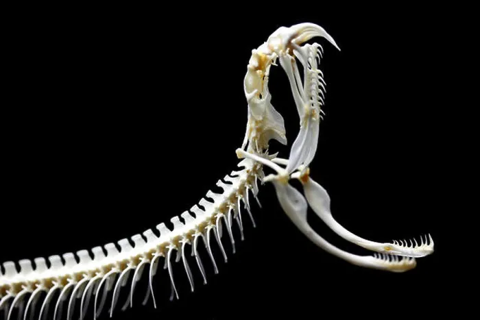 Framed Print : Rattle snake skeleton Framed Print : Rattle snake skeleton