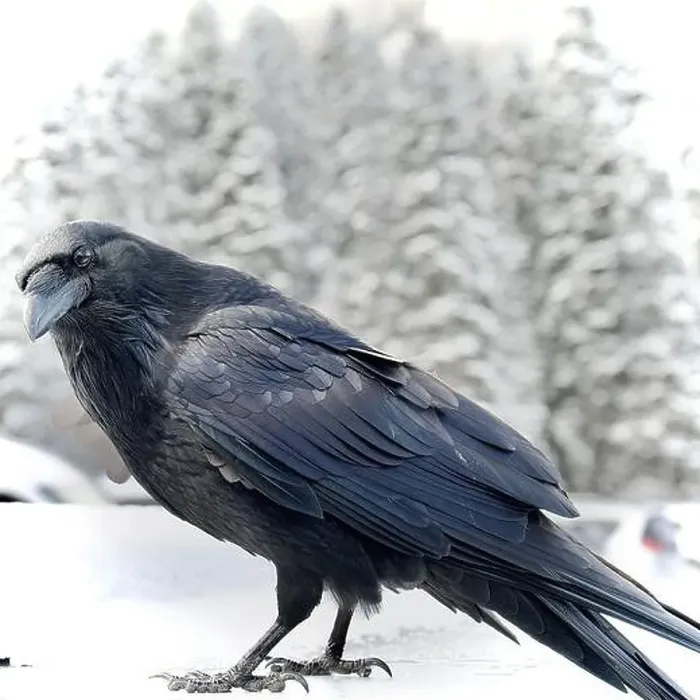 Framed Print : Raven Curiosity Framed Print : Raven Curiosity