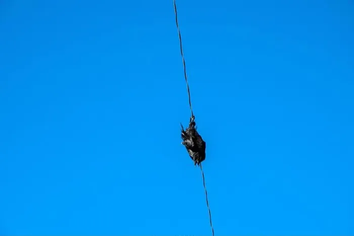 Framed Print : Raven perched on an electrical power line in Iqaluit, Nunavut, Canada Framed Print : Raven perched on an electrical power line in Iqaluit, Nunavut, Canada