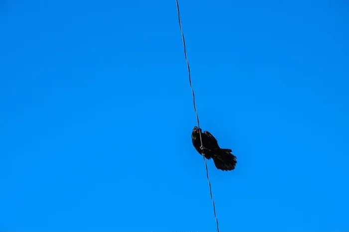 Framed Print : Raven perched on an electrical power line in Iqaluit, Nunavut, Canada Framed Print : Raven perched on an electrical power line in Iqaluit, Nunavut, Canada