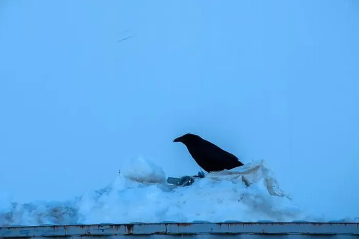 Framed Print : Raven perched on a snow pile in Iqaluit, Nunavut, Canada Framed Print : Raven perched on a snow pile in Iqaluit, Nunavut, Canada