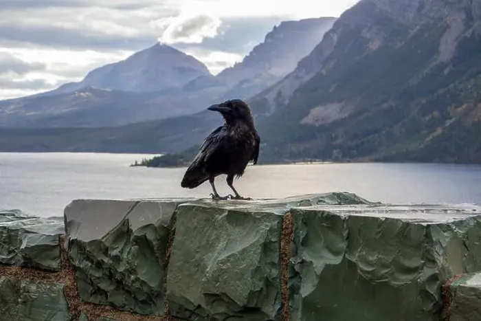 Framed Print : A Raven at Saint Mary Lake at dawn Framed Print : A Raven at Saint Mary Lake at dawn