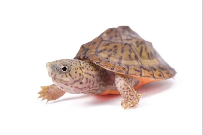 Framed Print : razor-backed musk turtle, Sternotherus carinatus Framed Print : razor-backed musk turtle, Sternotherus carinatus