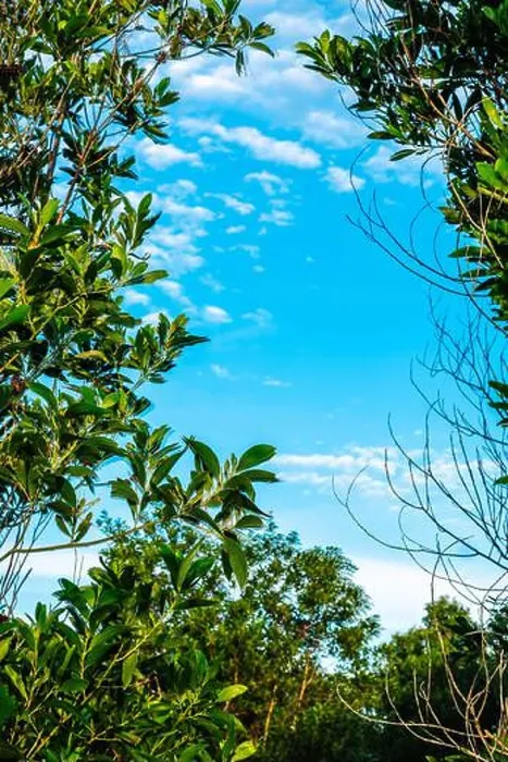 Framed Print : Real photo view through tree green leaves clear blue sky. Nature oval frame abstract background Framed Print : Real photo view through tree green leaves clear blue sky. Nature oval frame abstract background