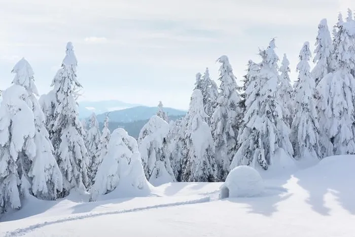 Framed Print : Real snow igloo house in the winter Carpathian mountains. Snow-covered firs on the background Framed Print : Real snow igloo house in the winter Carpathian mountains. Snow-covered firs on the background