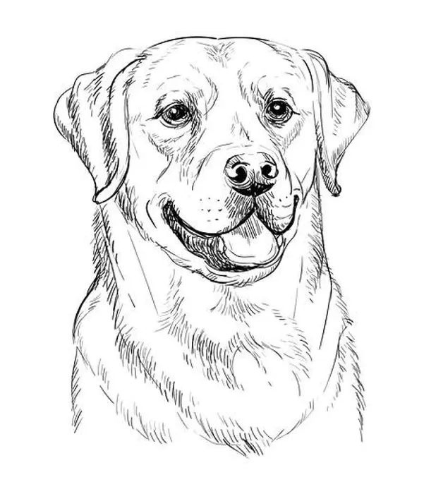 Framed Print : Realistic head of labrador retriever dog vector hand drawing illustration isolated on white background. For decoration, coloring book pages, design, p Framed Print : Realistic head of labrador retriever dog vector hand drawing illustration isolated on white background. For decoration, coloring book pages, design, p