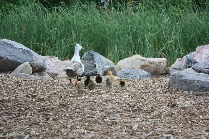 Framed Print : Rear view of a Female Duck and her Ducklings walking towards a pond, Provo, Utah, USA Framed Print : Rear view of a Female Duck and her Ducklings walking towards a pond, Provo, Utah, USA