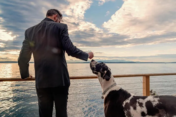 Framed Print : Rear view of professional wealthy man in suit holding drink with large breed harlequin great dane dog sniffing hand