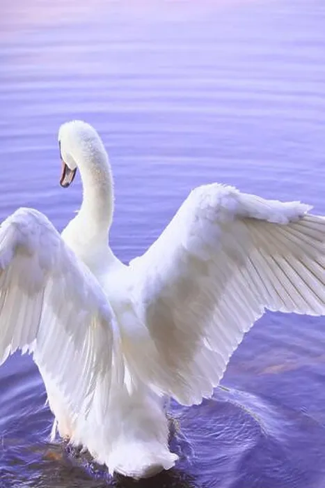 Framed Print : Rear view of swan with wings open ready to fly. Concept of beauty, grace and freedom Framed Print : Rear view of swan with wings open ready to fly. Concept of beauty, grace and freedom