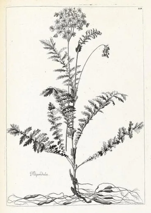 Framed Print : Recueil des plantes dessinées et gravées par ordre du roi Louis XIV Framed Print : Recueil des plantes dessinées et gravées par ordre du roi Louis XIV