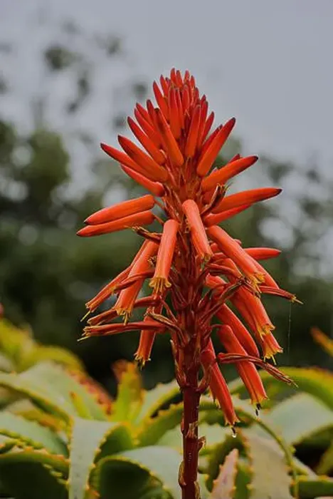 Framed Print : Red aloe flower on California coast Framed Print : Red aloe flower on California coast
